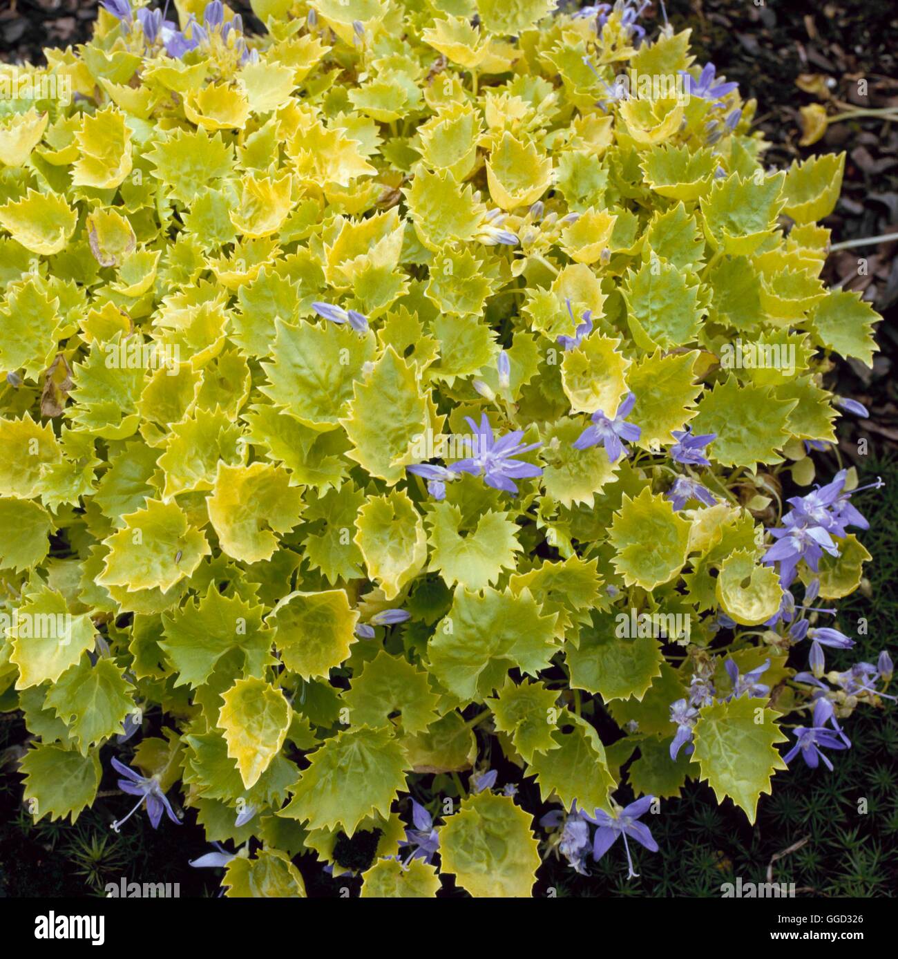 Campanula garganica - `Dickson's Gold'- - (Syn C.g  'Aurea')   ALP015660  /Ph Stock Photo